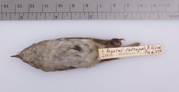 Media type: image;   Ornithology 208366